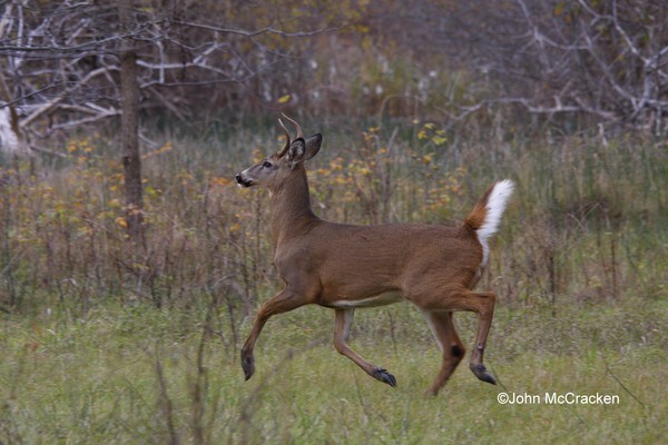 A Buck Strutting it's stuff, right in front of me.