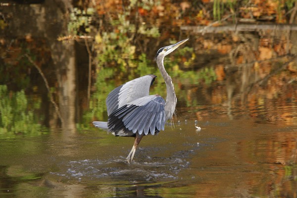 The Great Blue Heron
