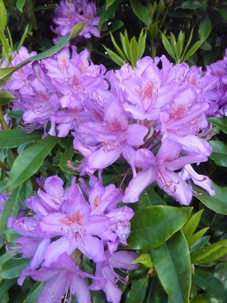 Rhododendron