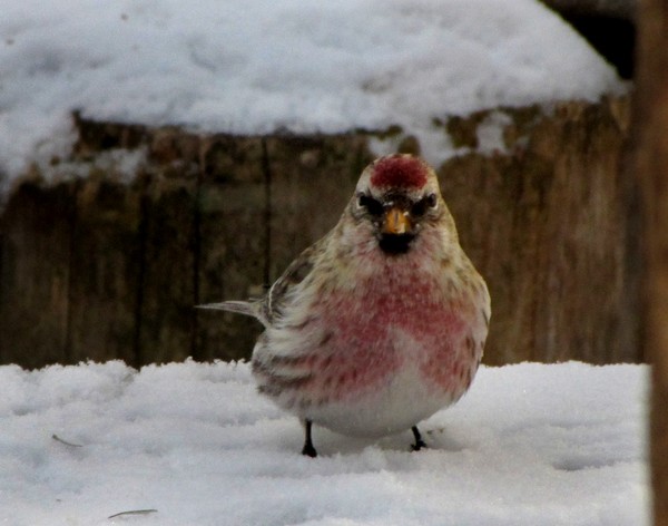 Common Redpoll!