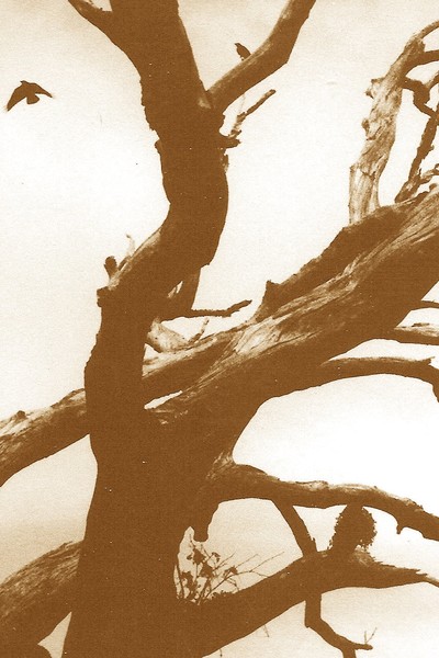 Dead Tree with Birds