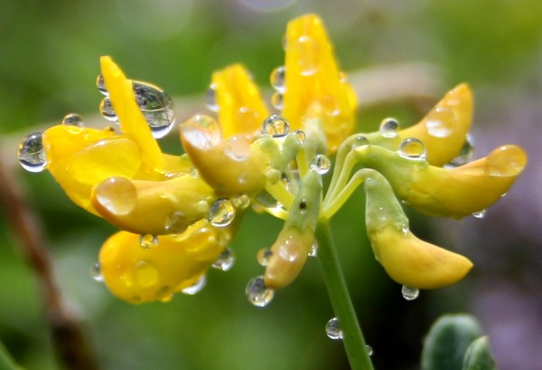 Dew