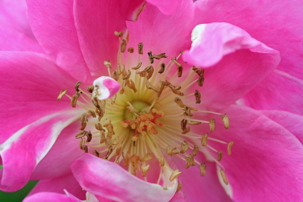 Mary's Rose 2264