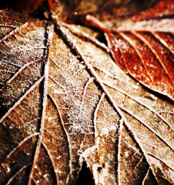 Leaves