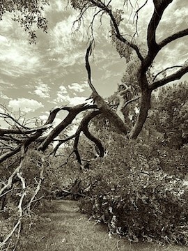 After the Storm