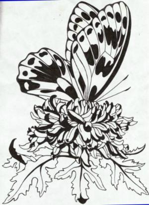 Butterfly