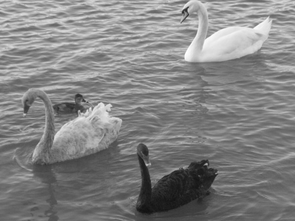Swans