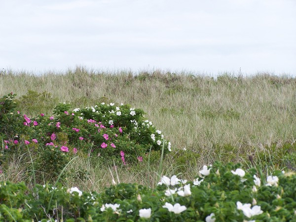 Watch Hill Beach Roses
