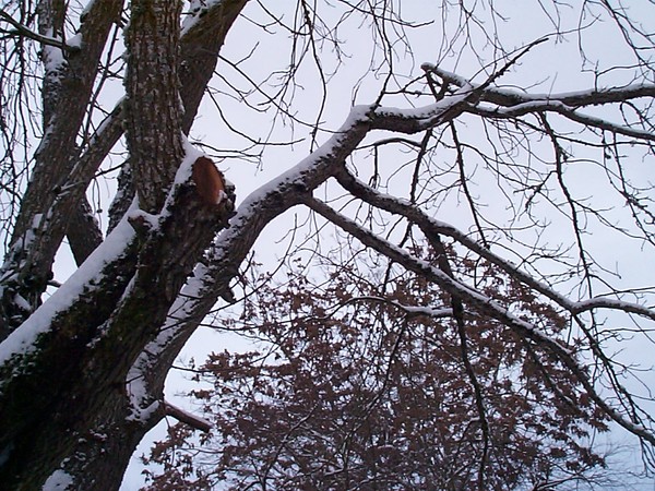 Walnut tree in snow