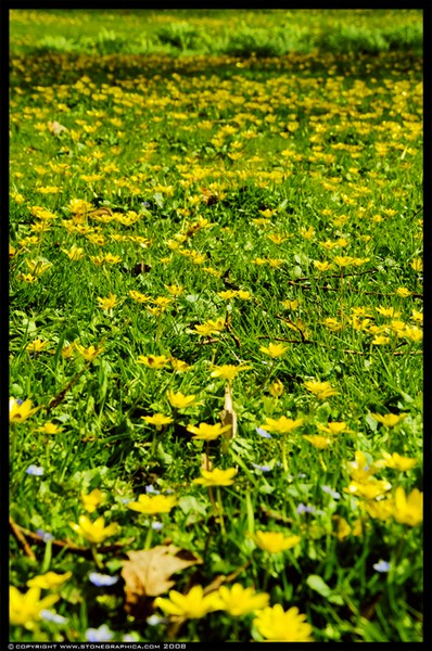 grass n yellow flowers