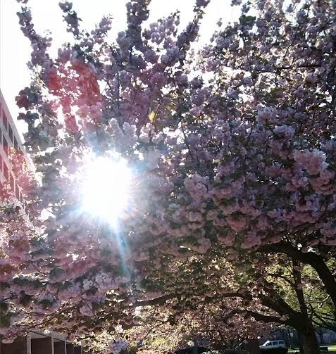 Sunshine Through Trees