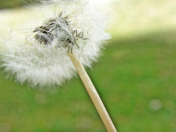 A Seeding Dandelion