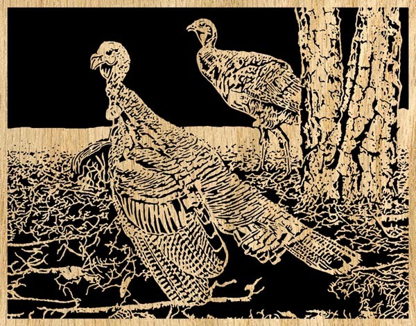 Wild Turkey's