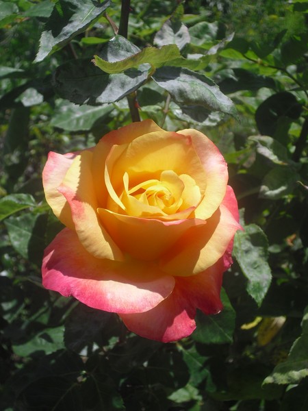 Church Roses I