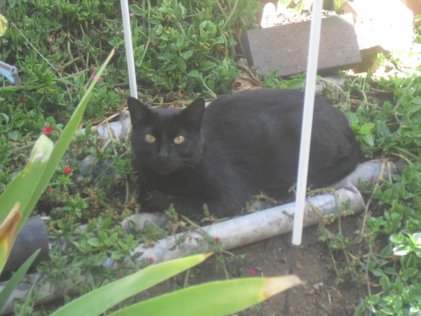 'Blacky