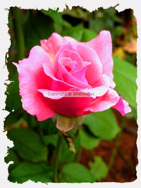 Rose of Charlotte