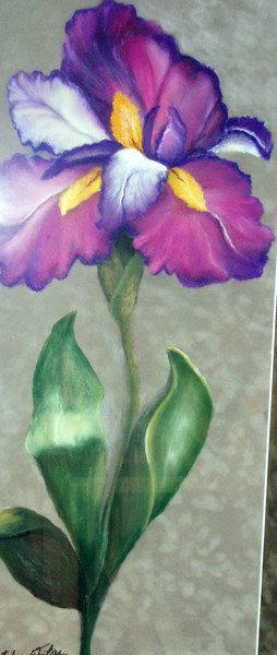 Morning Iris
