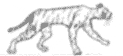 StalkingTiger