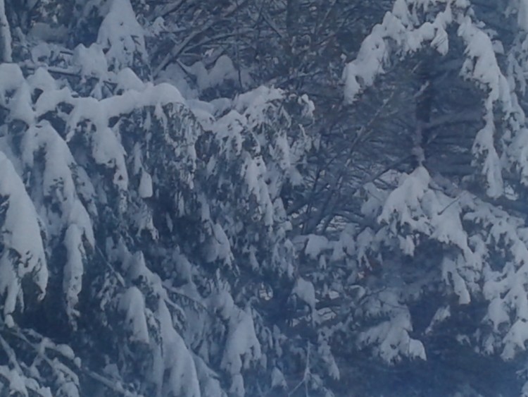 Hard winter