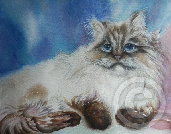 Himalayan in watercolor  ,SOLD