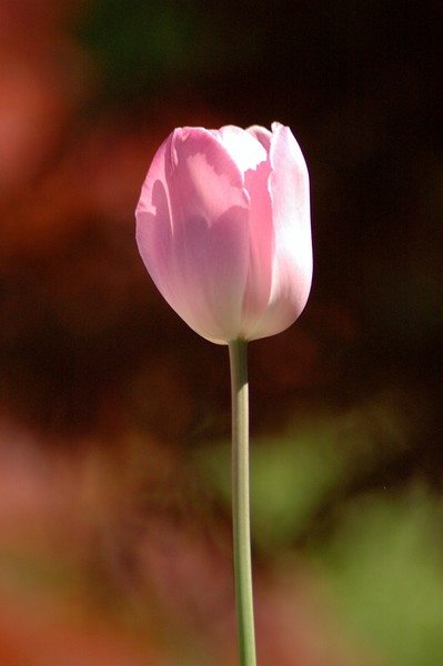 One Flower
