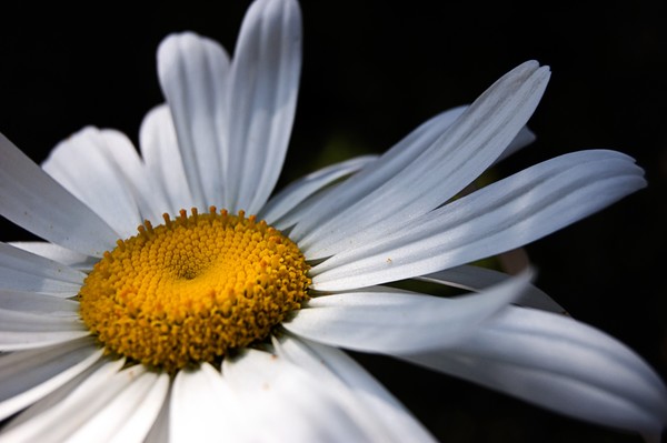 White flower