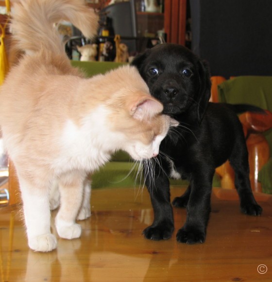 Amis/Friends