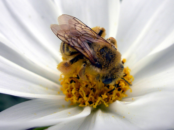  Just Bee-Cause