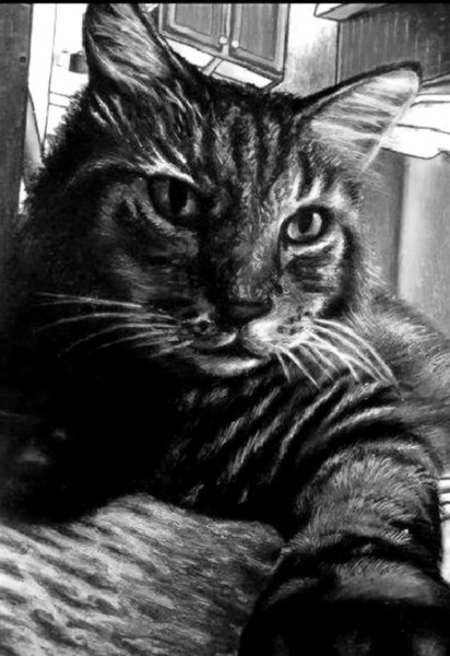my cat 2