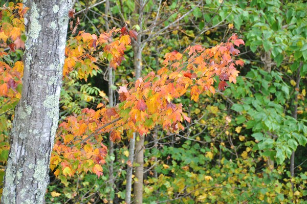 maple tree, VA