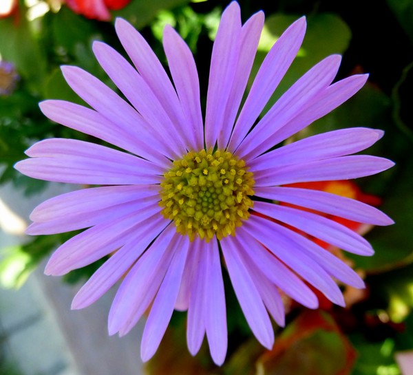 Lavender Tines