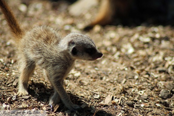 Youthful Meercat