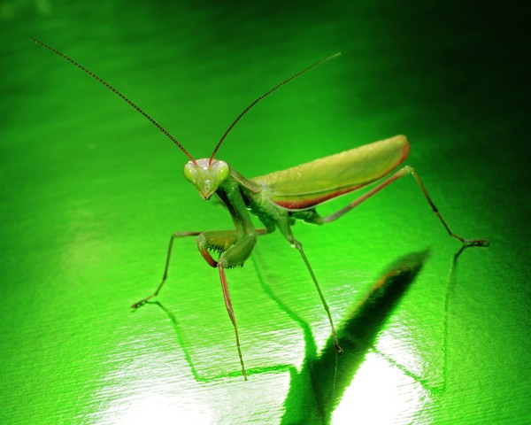 Green on Green Mantis