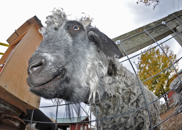 Happy Sheep