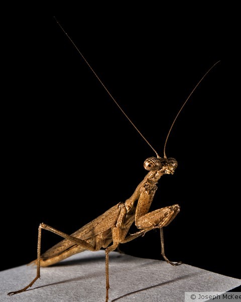 Mantis on White