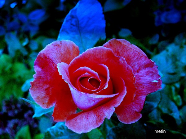a rendered rose