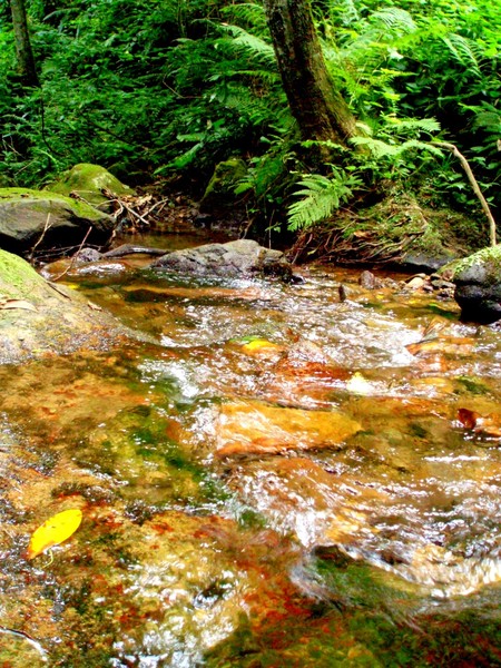 a creek