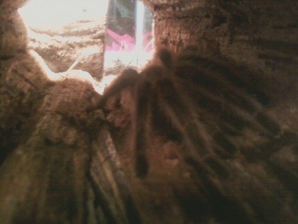 My Tarantula, Bob.