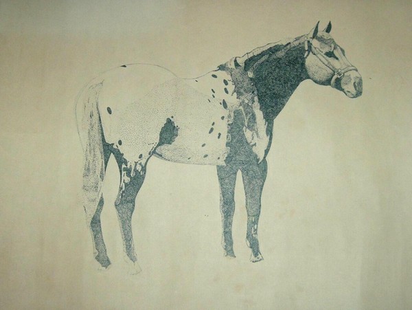 pointed appaloosa 79