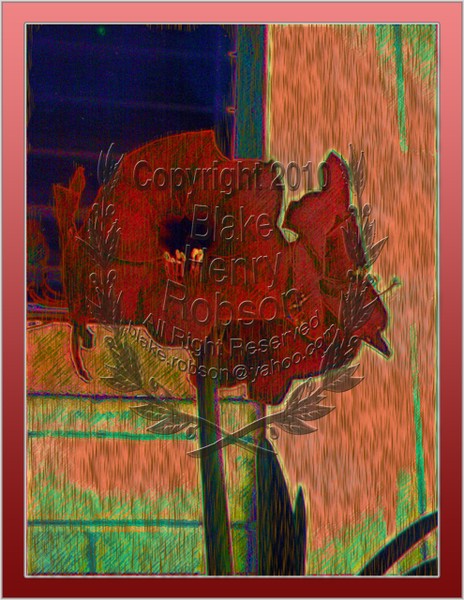 Amarilis Flower art