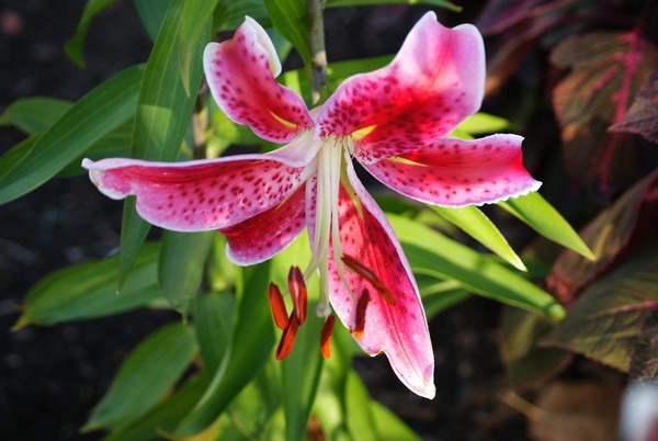 Lillies