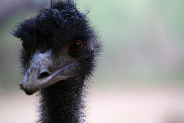 Emu