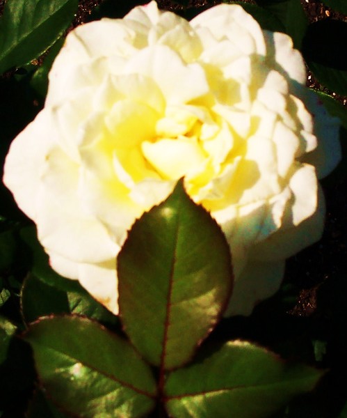 Single Rose