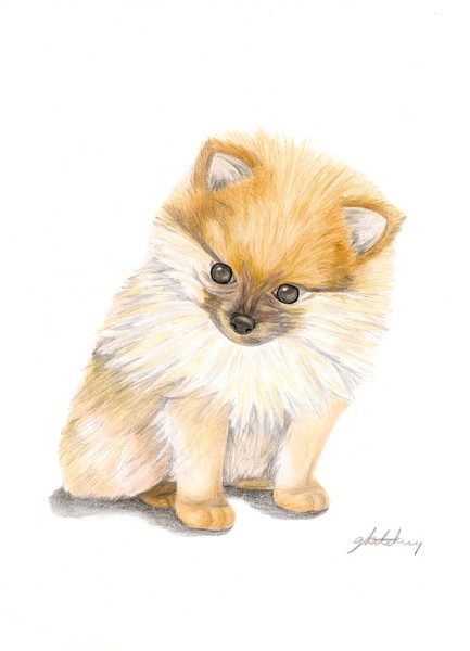 Pomeranian Puppy