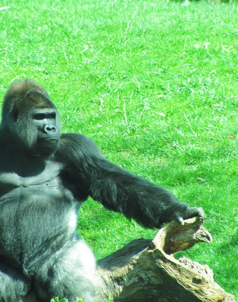 Epic Silverback.