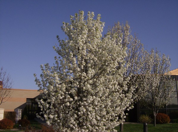 trees