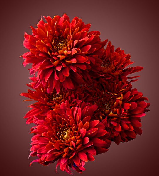 Red Flowers