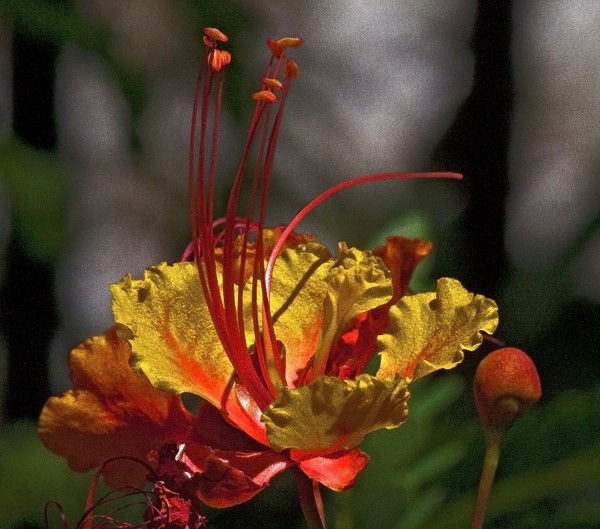 Mexican Bird of Paradise