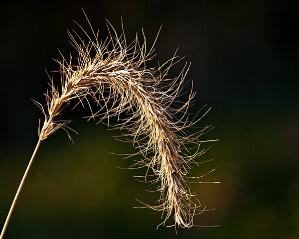 Dead Head