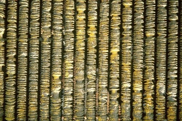 Abacus I